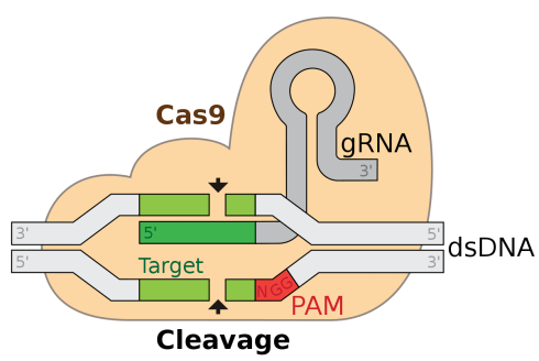 تکنولوژی CRISPR-Cas9 در ویرایش ژنوم