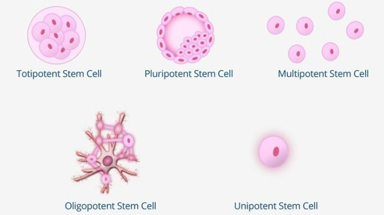 انواع سلول های بنیادی