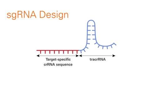 طراحی sgRNA