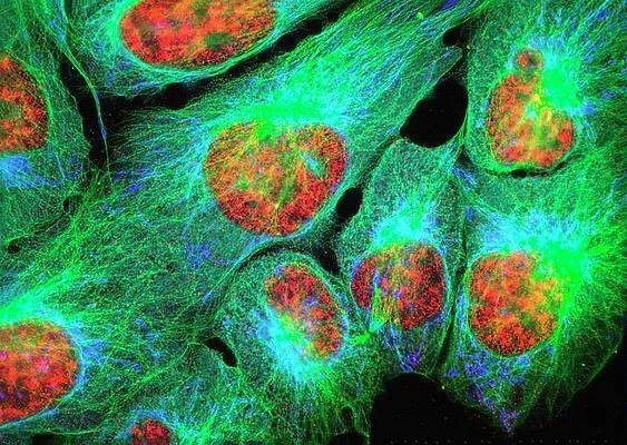 ایمونوسیتوفلورسنت