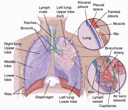 ریه‌ها (lungs)