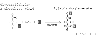 گلیسرآلدئید -۳- فسفات دهیدروژناز