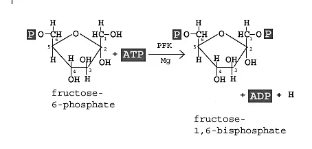 فسفو فروکتو کیناز