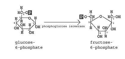 فسفو گلوکز ایزومراز