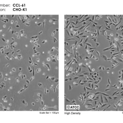 فروش رده سلولی CHO-K1