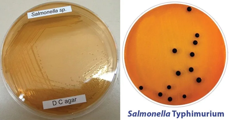 دئوکسی‌کولات سیترات آگار