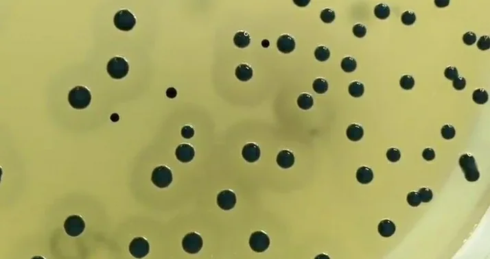 نتایج برد پارکر آگار