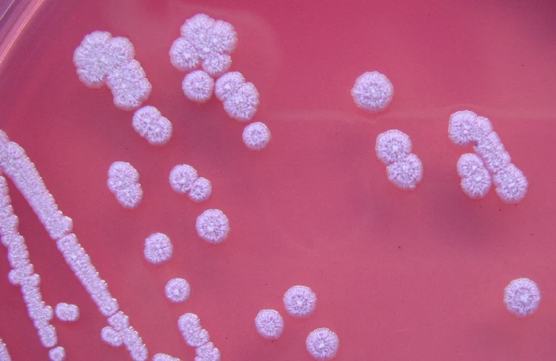 باکتری Burkholderia pseudomallei