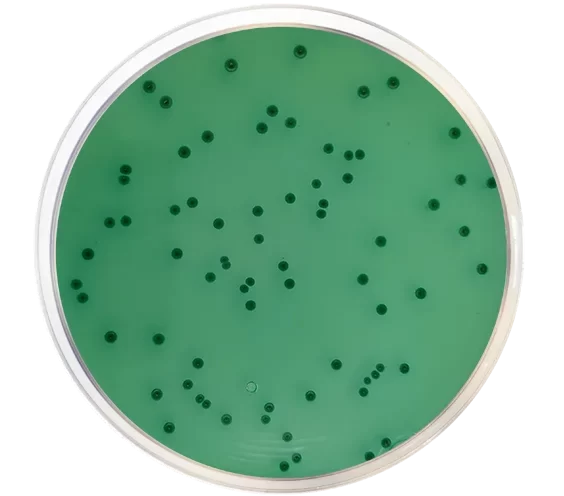 محیط کشت بیسموت سولفیت آگار