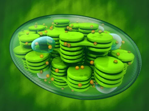 کلروپلاست چیست؟ تعریف، ساختار، عملکرد و شکل