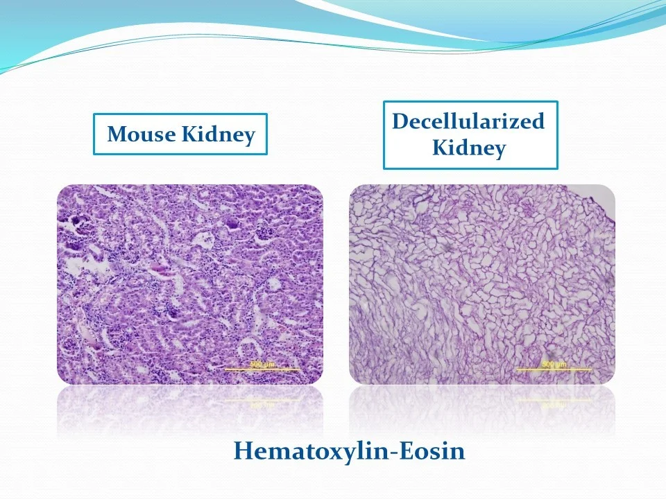 سلولهای کلیه موش با رنگآمیزی ائوزین-هماتوکسیلین