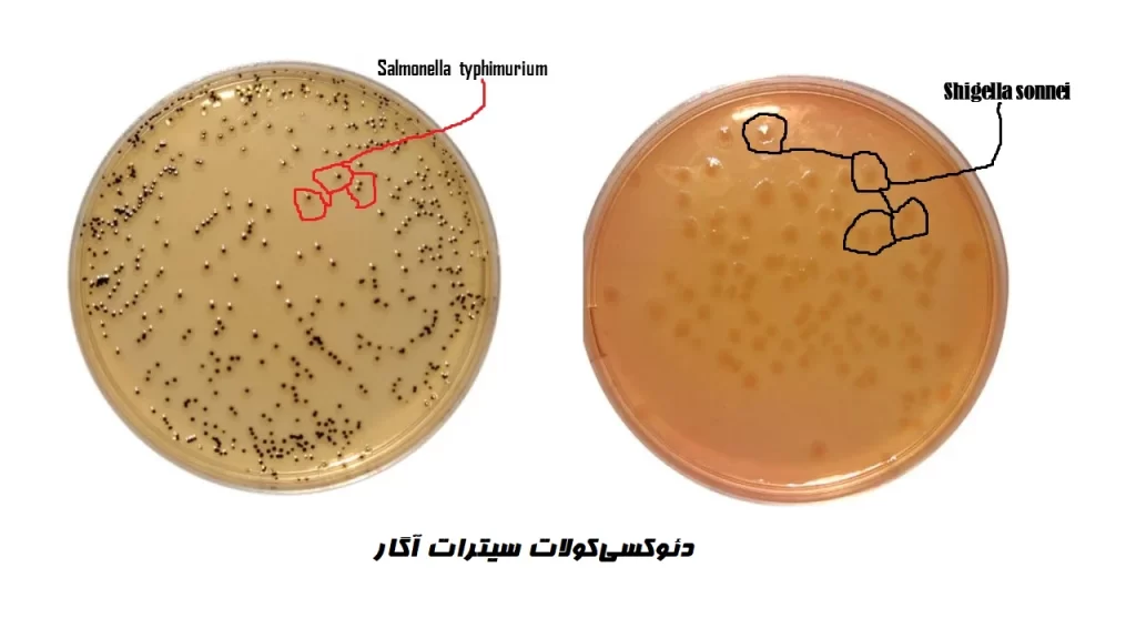 محیط کشت DCA