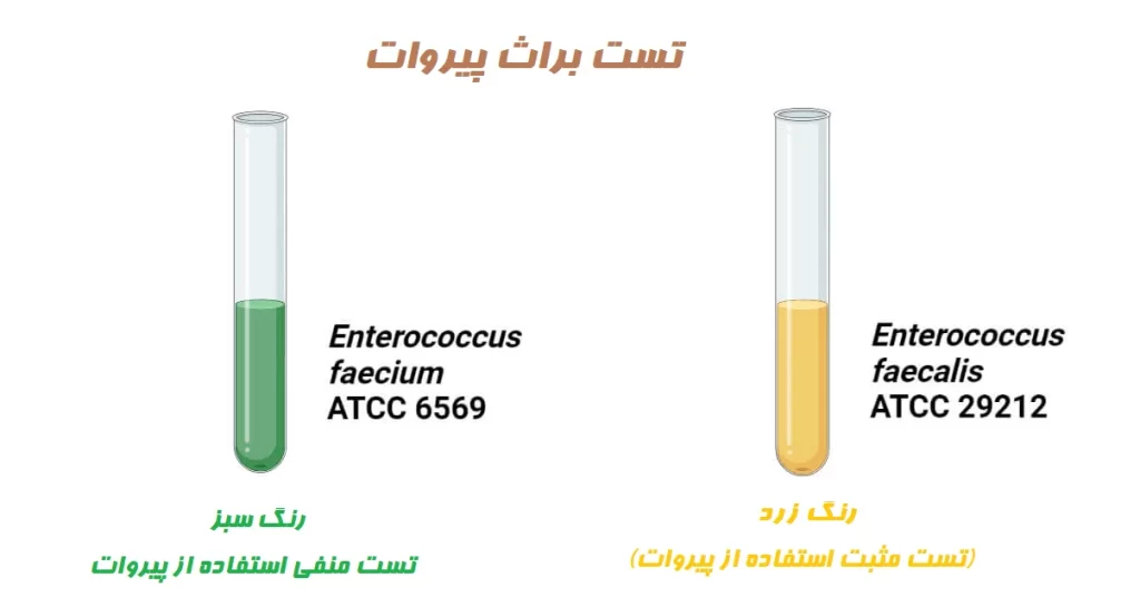 نتایج مثبت و منفی براث پیروات