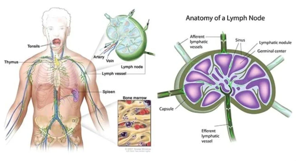 آناتومی غده لنفاوی