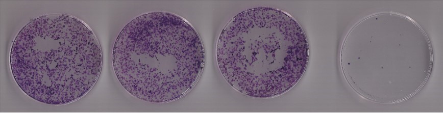 سنجش کلونوژنیک