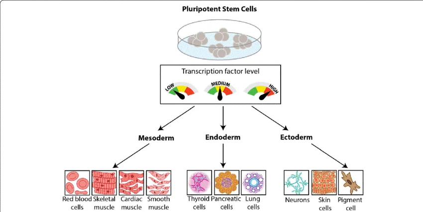 فرایند تمایز سلولی
