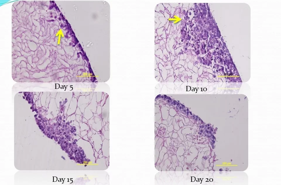 هایپوکسی سلول در داربست