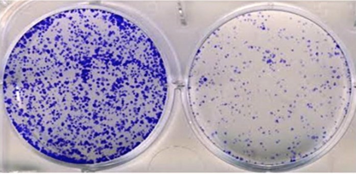 تست colony forming assay