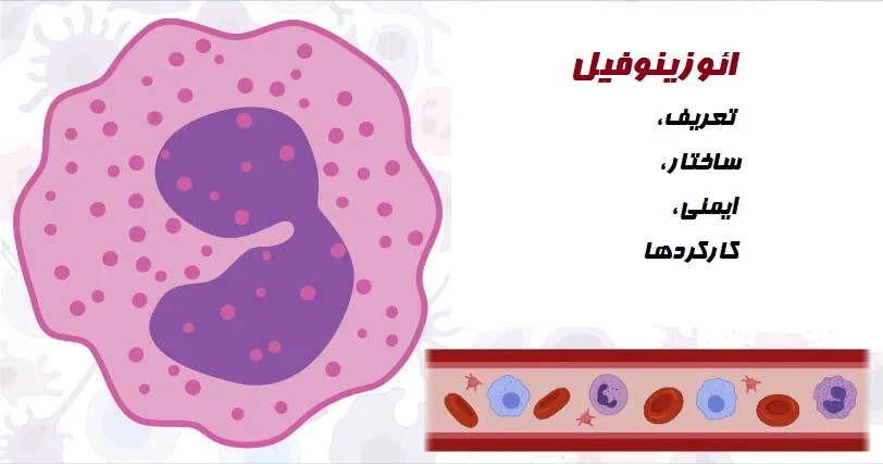 ائوزینوفیل چیست؟ تعریف، ساختار، نقش ایمنی و کارکردها