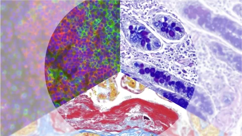 هیستولوژی چیست؟