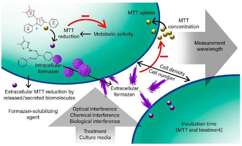 مکانیسم عمل MTT