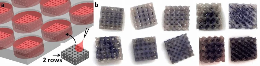 تست MTT روی داربست ها