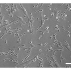 خرید رده سلولی WJ