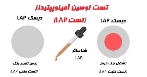 تست LAP: اصول، روش، نتایج و موارد استفاده