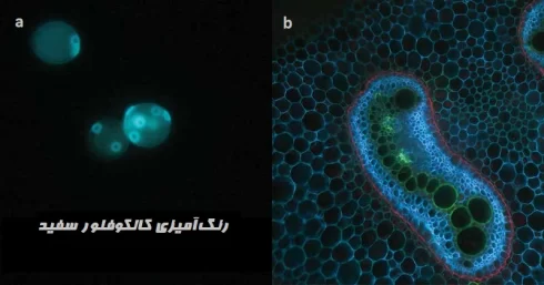 رنگ آمیزی کالکوفلور سفید