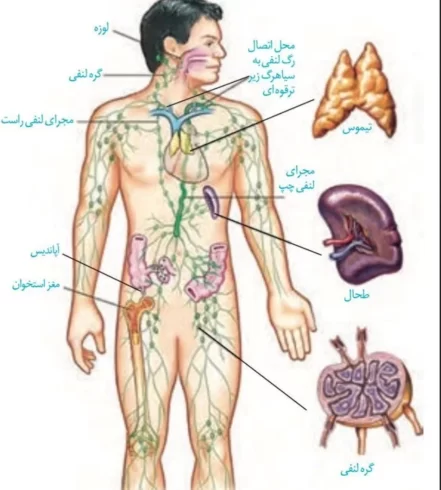 غدد لنفاوی چیست؟ تعریف، ساختار و عملکرد