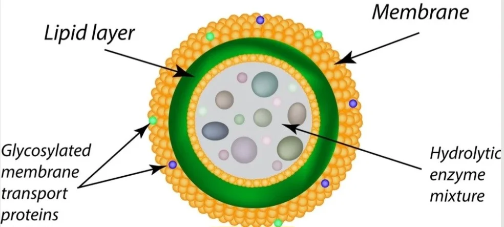 ساختار لیزوزوم