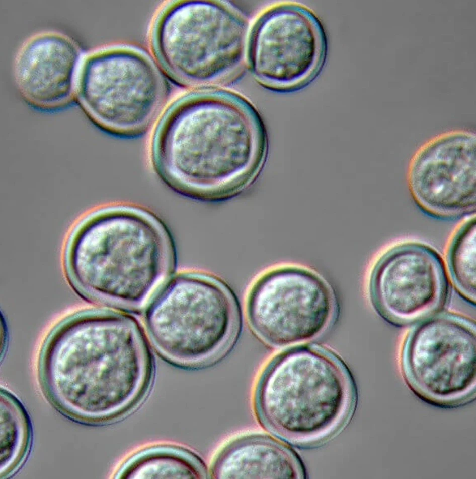 مخمر Blastomyces dermatitidis که در بلاد آگار