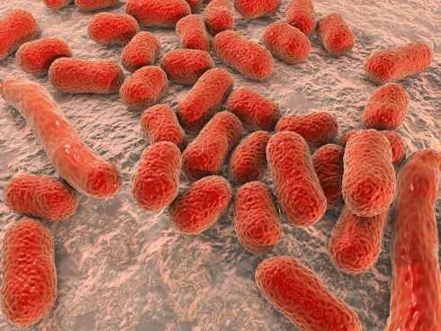 اسینتوباکتر بومانی