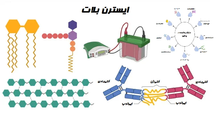 ایسترن بلات (Eastern Blot): تعریف، اصول، مراحل، نتایج و کاربردها