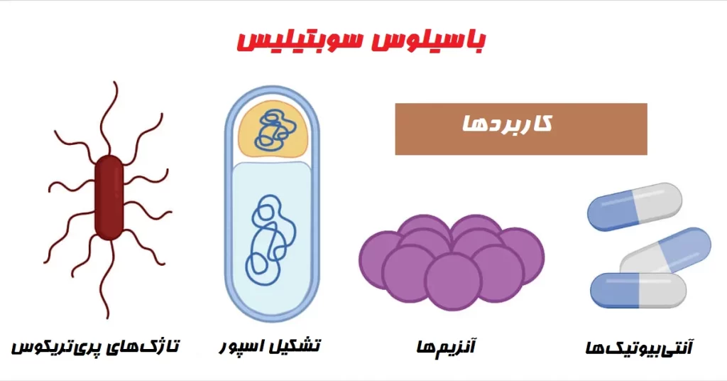 باسیلوس سوبتیلیس