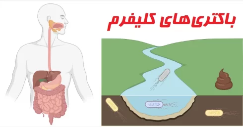 باکتری های کلیفرم