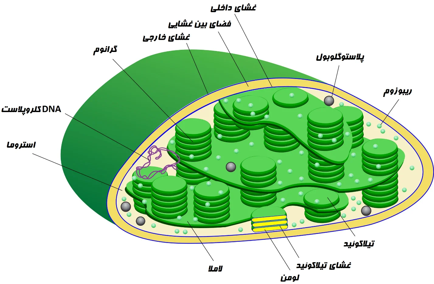 اجزای کلروپلاست