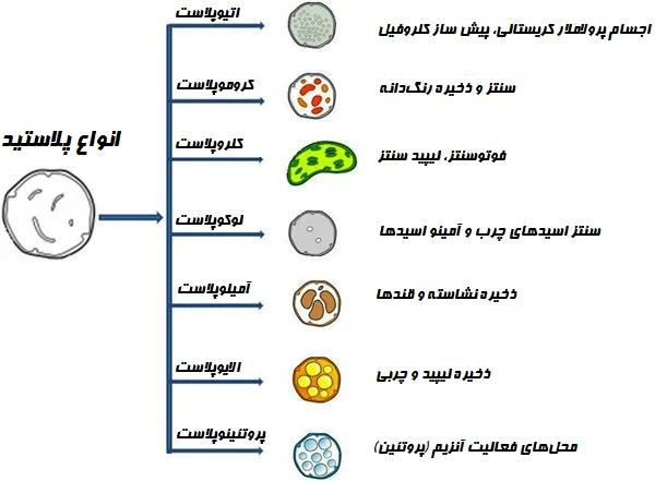 انواع پلاستید ها