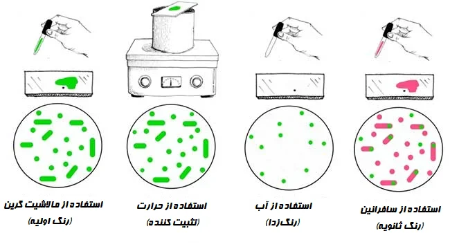 روش رنگآمیزی اندوسپور