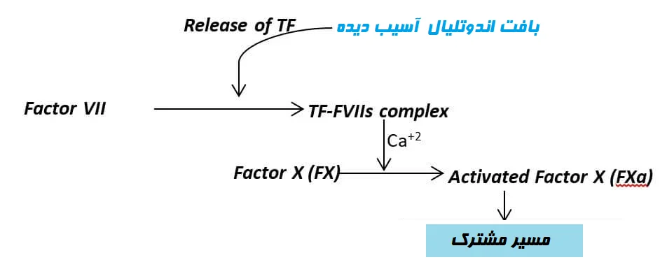 مسیر برونخاستگاه انعقاد خون