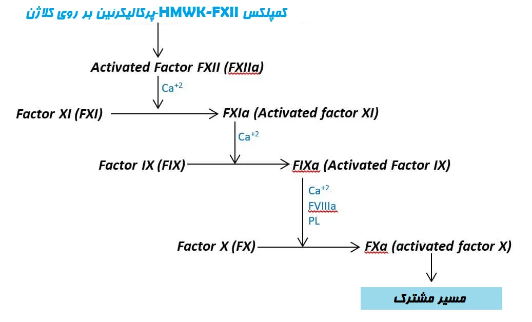 مسیر درونخاستگاه انعقاد خون