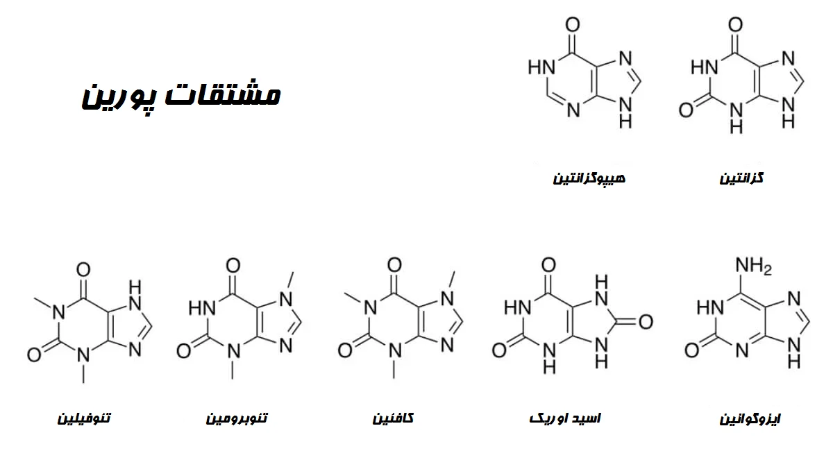 مشتقات پورین