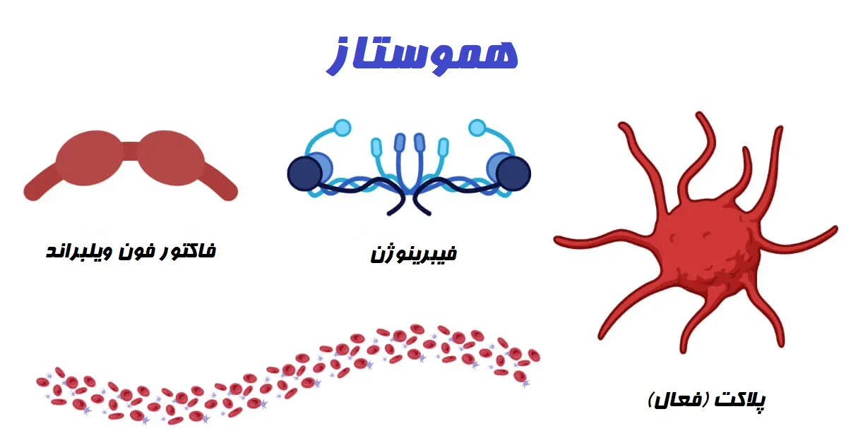 هموستاز چیست
