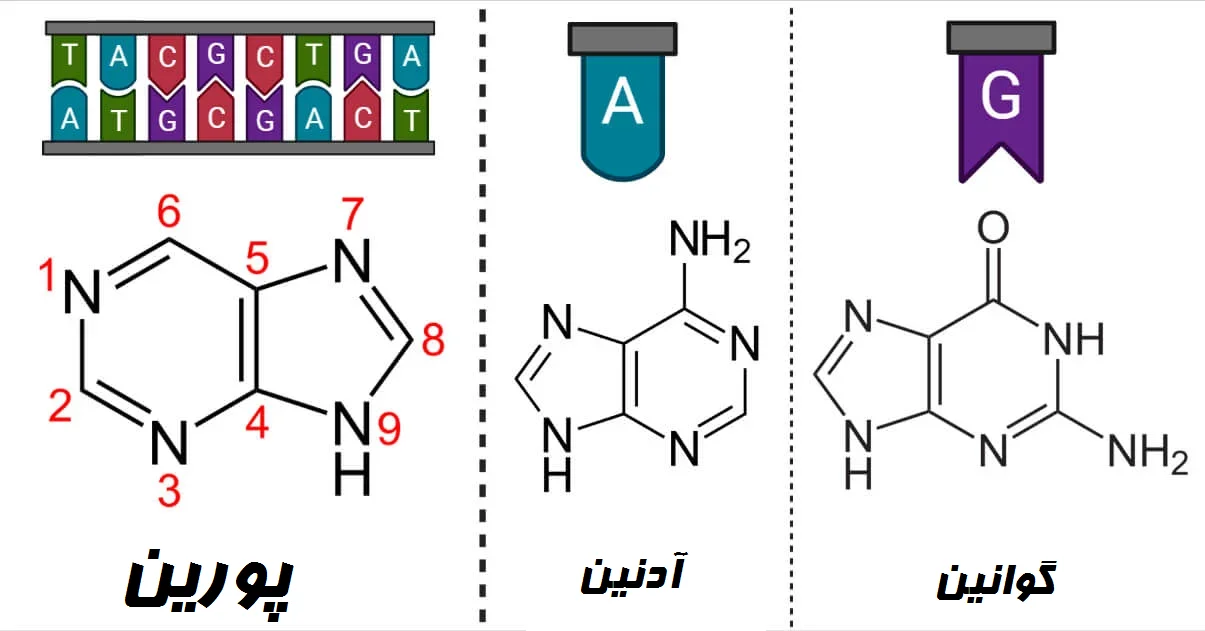 پورین