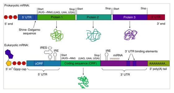 RNA پیام رسان 