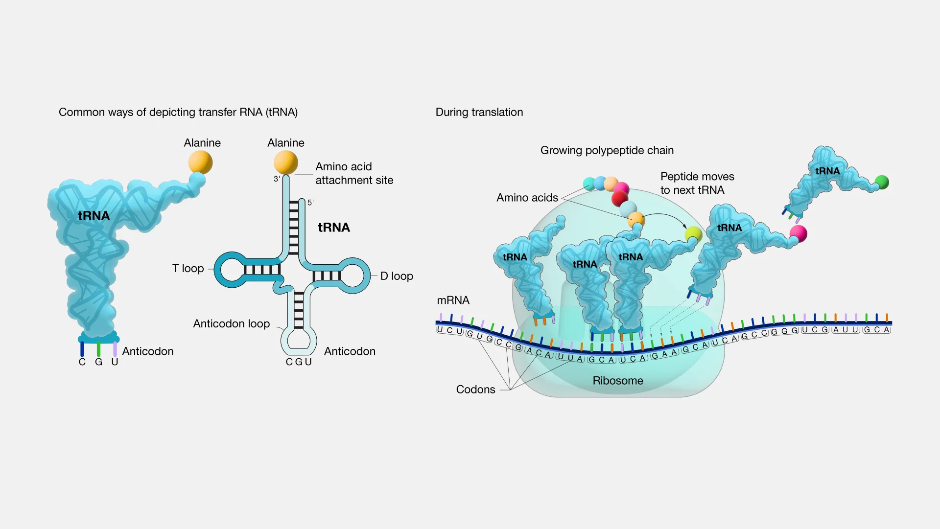 RNA انتقالی