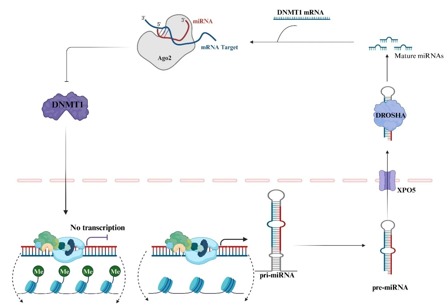 epigenetic machinery and human cancer