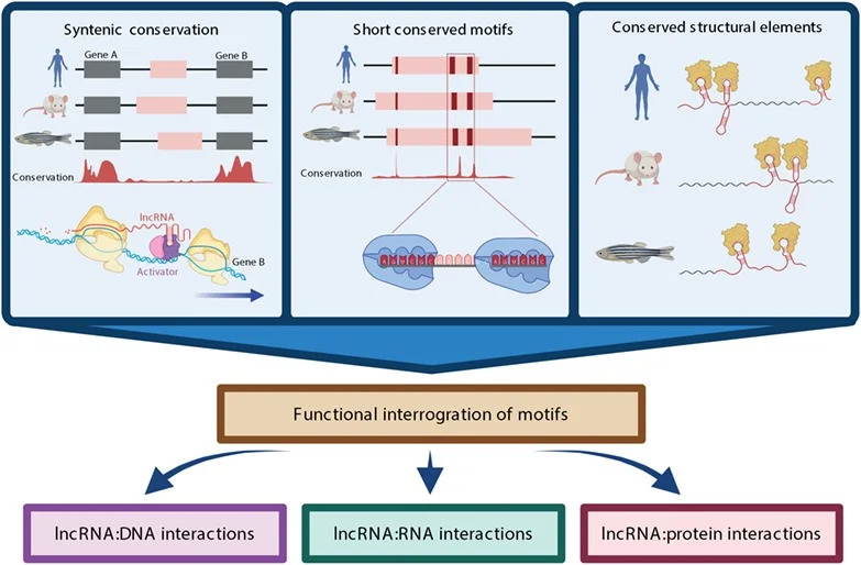 نقش lncrna