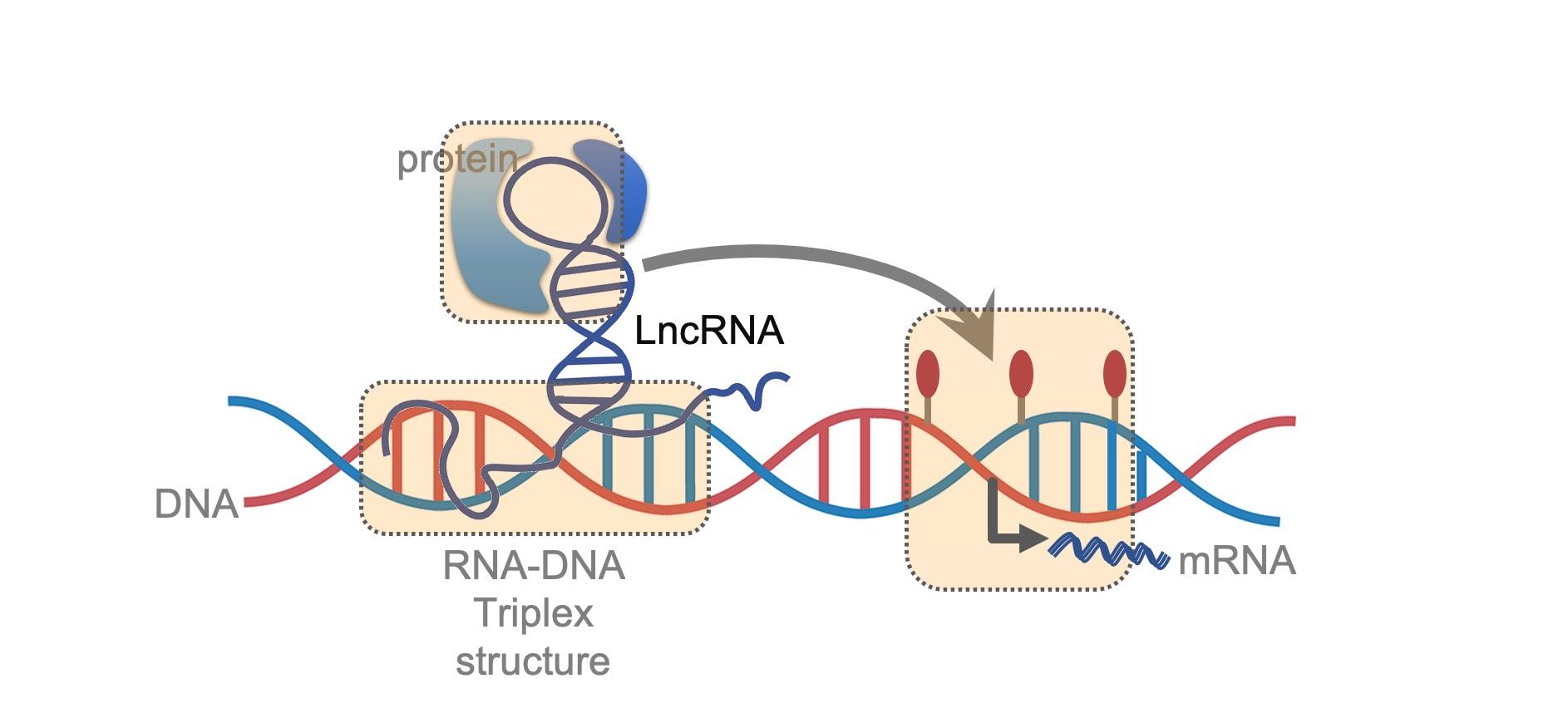 lncrna ها