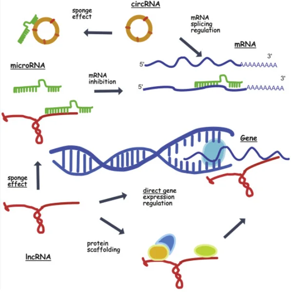non coding rna and diabetes